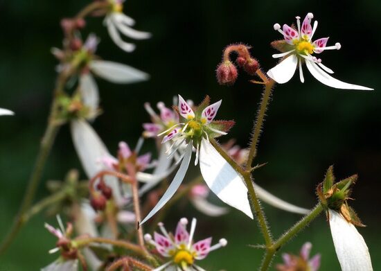 Saxifraga stolonifera Kinki Purple- akmeņlauzīte JAUNUMS 2026